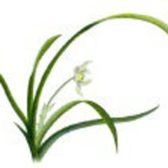 兰花