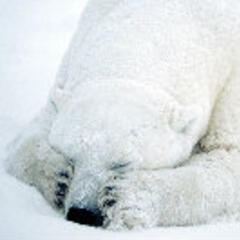 GreenBear
