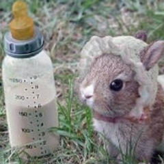 兔兔bunny7
