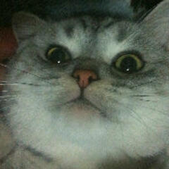 4猫3