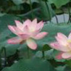 吉祥花开