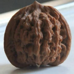 sarcophile