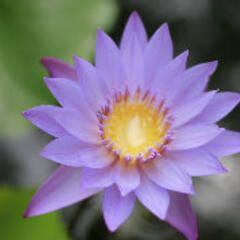 shaojinrong555