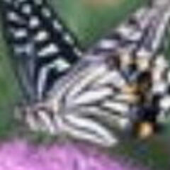 紫衣