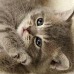 Cat_Princess