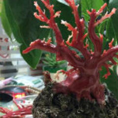 天然红珊瑚