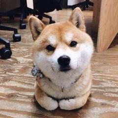 北葵