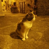 猫小姐CC
