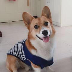 蜗牛家的小板凳儿