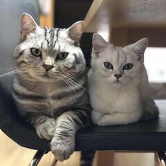 catcss