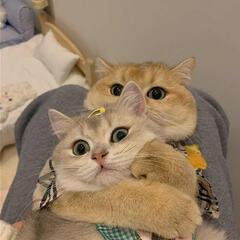 狐粒粒