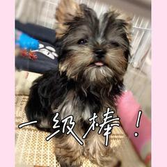 神奇小饼干