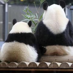 草莓小布丁