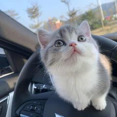艾芙尼