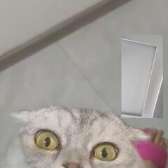 五陵