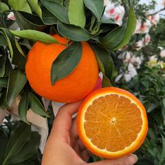 橙与橘
