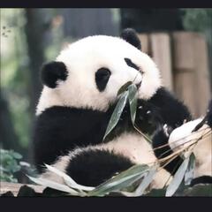 大橙孖