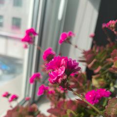 桂花乌龙