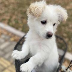 小黄妹