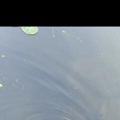 雲隱