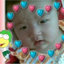 guolly