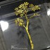 白芨