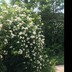 Aspirin555
