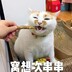 羊城一梦