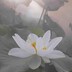 芙染