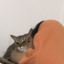 丁冬鸡