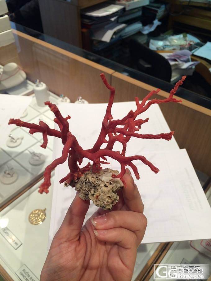 小型沙丁珊瑚树摆件（未抛光半成品）_珠宝