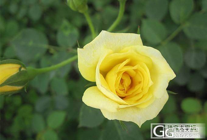 《广广的十二花神记》五月花神——玫瑰_闲聊