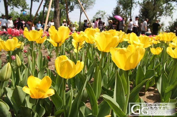 郁金香_花旅游