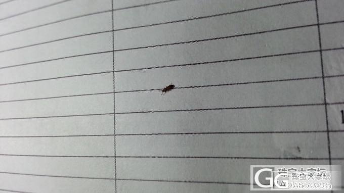 大家知道平安豆吧?!今天在豆的孔里抓到了虫虫,暂名就先叫平安虫吧!!_菩提子