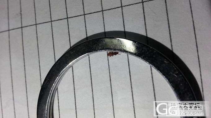 大家知道平安豆吧?!今天在豆的孔里抓到了虫虫,暂名就先叫平安虫吧!!_菩提子