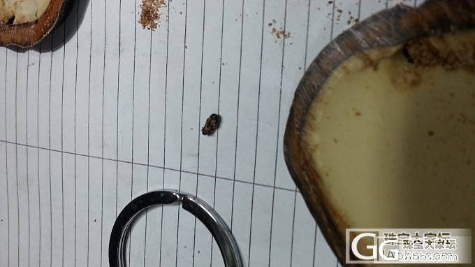大家知道平安豆吧?!今天在豆的孔里抓到了虫虫,暂名就先叫平安虫吧!!_菩提子