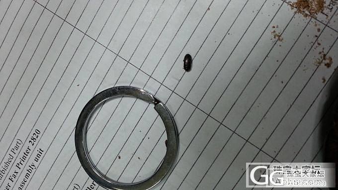 大家知道平安豆吧?!今天在豆的孔里抓到了虫虫,暂名就先叫平安虫吧!!_菩提子