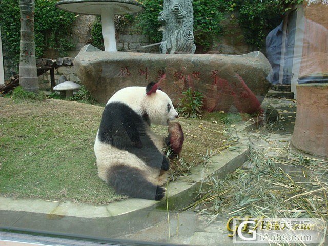 可爱的大熊猫_摄影