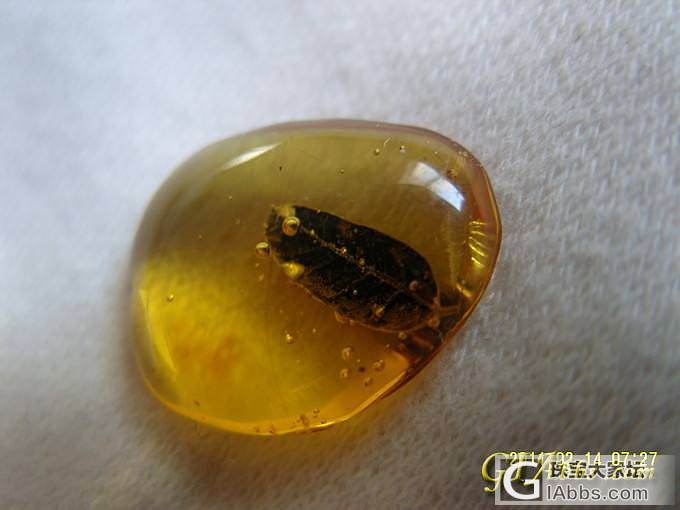 继续我的摄影贴，今天纯素：琥珀里的叶子，花瓣和花朵_植物珀摄影