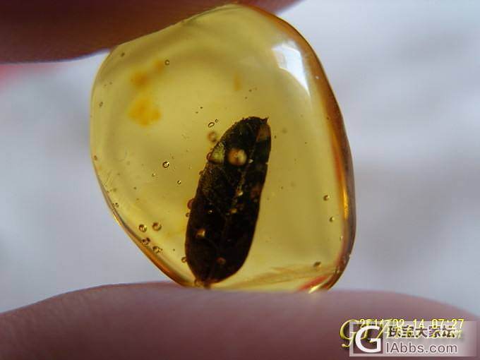 继续我的摄影贴，今天纯素：琥珀里的叶子，花瓣和花朵_植物珀摄影