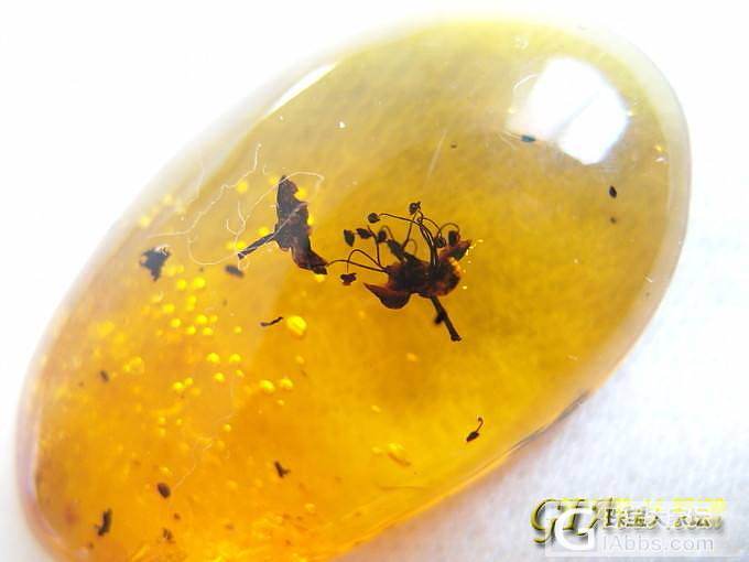 继续我的摄影贴，今天纯素：琥珀里的叶子，花瓣和花朵_植物珀摄影