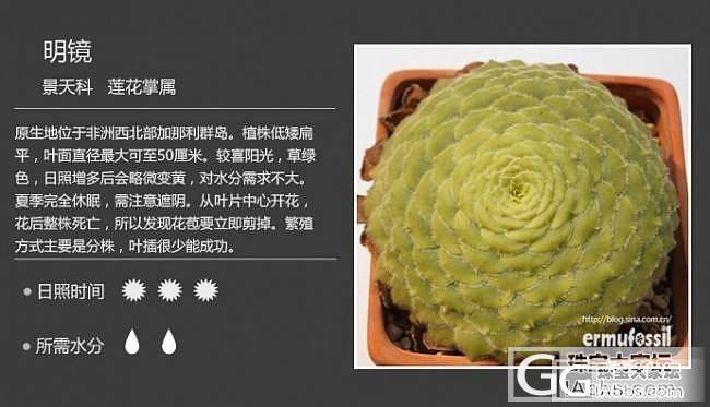 多肉粉宝典2-----45种多肉_多肉贴图