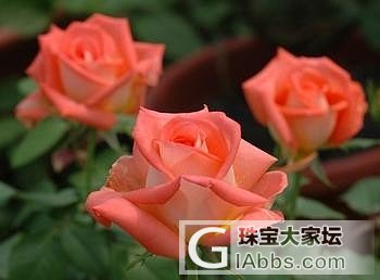 这样可以长时间保持鲜切花不败       附  花言花语_闲聊