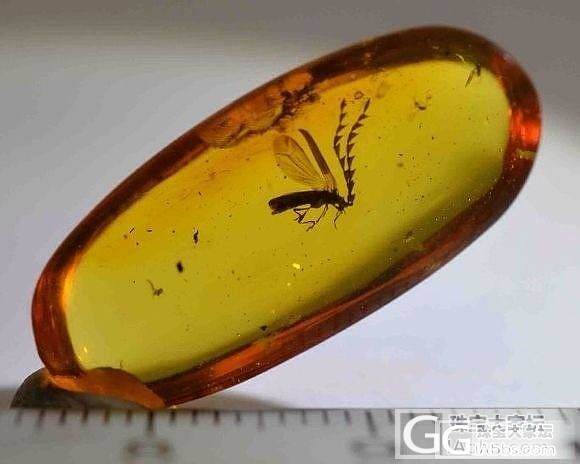 虫珀价格市场调查！有宝贝的发一下，带上克价，珀种，虫种，何时入手！谢谢大家！_琥珀