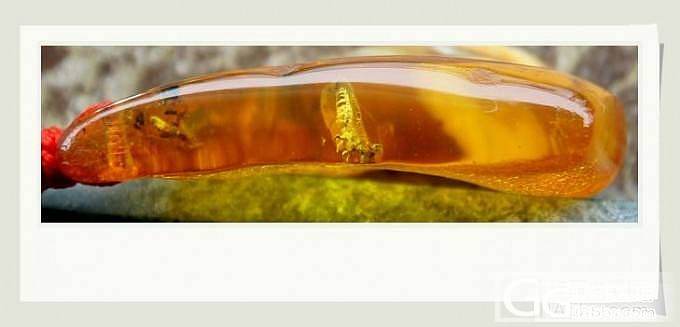 虫珀价格市场调查！有宝贝的发一下，带上克价，珀种，虫种，何时入手！谢谢大家！_琥珀