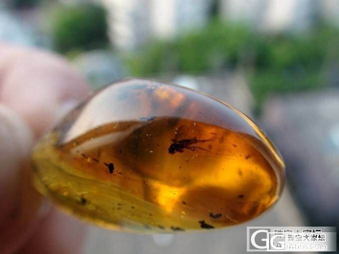 虫珀价格市场调查！有宝贝的发一下，带上克价，珀种，虫种，何时入手！谢谢大家！_琥珀