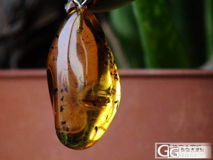 虫珀价格市场调查！有宝贝的发一下，带上克价，珀种，虫种，何时入手！谢谢大家！_琥珀