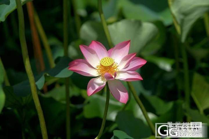 炎炎夏日何处去，几处荷花伴君来。_摄影花旅游