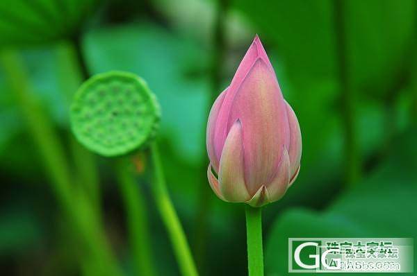 炎炎夏日何处去，几处荷花伴君来。_摄影花旅游