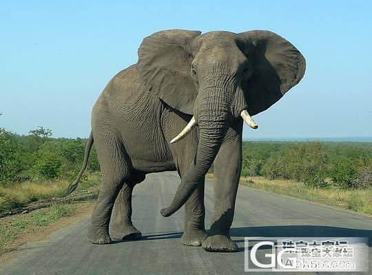 南非之行——带你走进克鲁格（上）_南非美食旅游大象鹿摄影